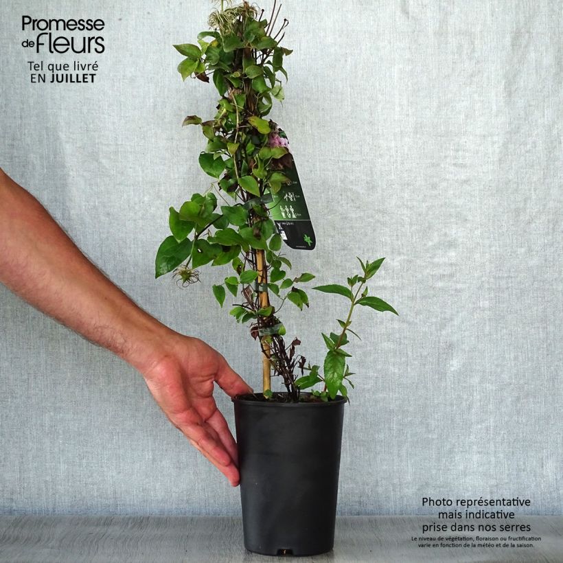 Clematis Pink Fantasy 2L/3L pot sample as delivered in summer