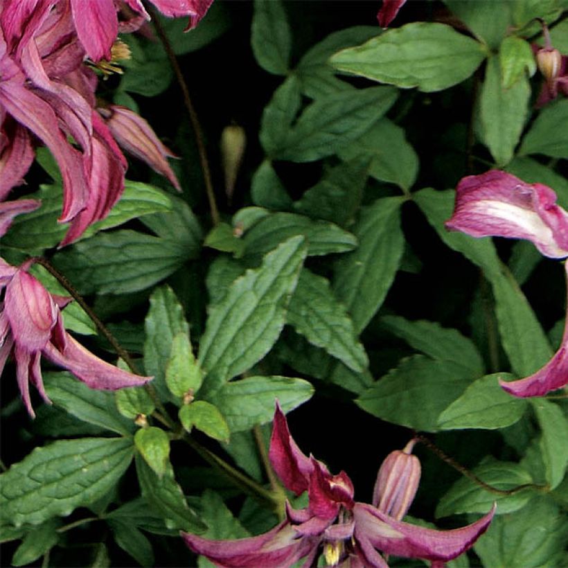 Clematis viticella Rosalyn (Foliage)