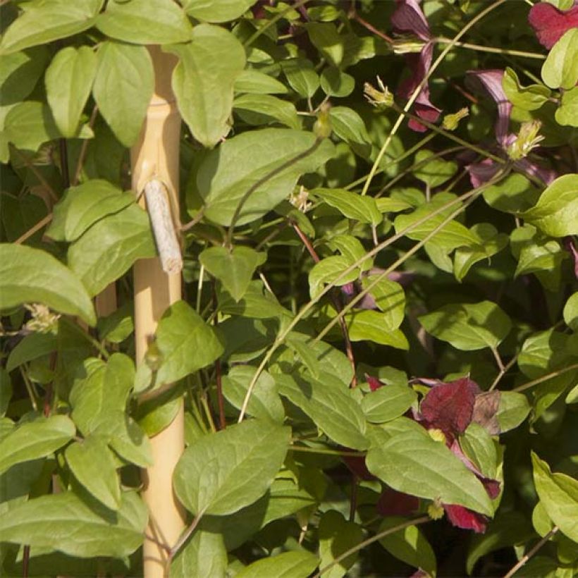 Clematis patens Ruutel (Foliage)