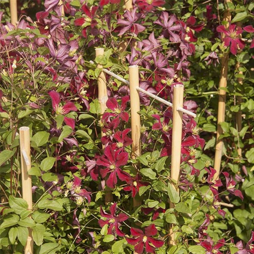 Clematis patens Ruutel (Flowering)