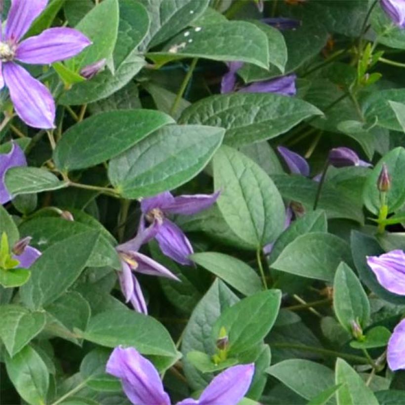 Clematis x integrifolia Saphyra Estrella (Foliage)