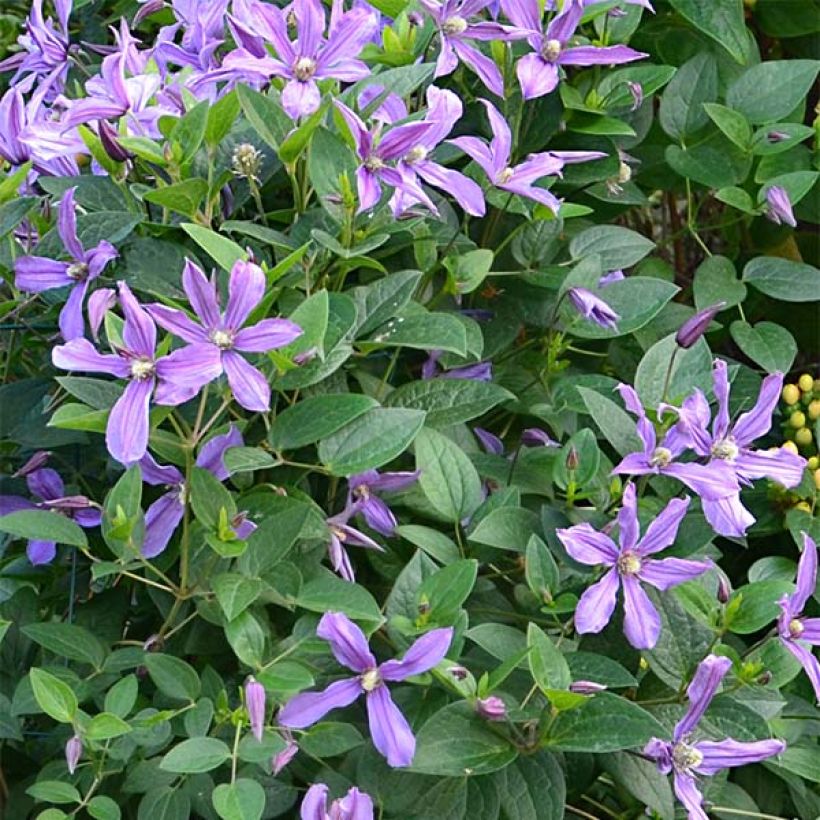 Clematis x integrifolia Saphyra Estrella (Flowering)