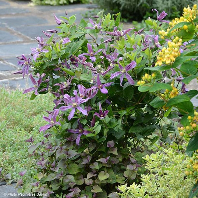 Clematis x integrifolia Saphyra Estrella (Plant habit)