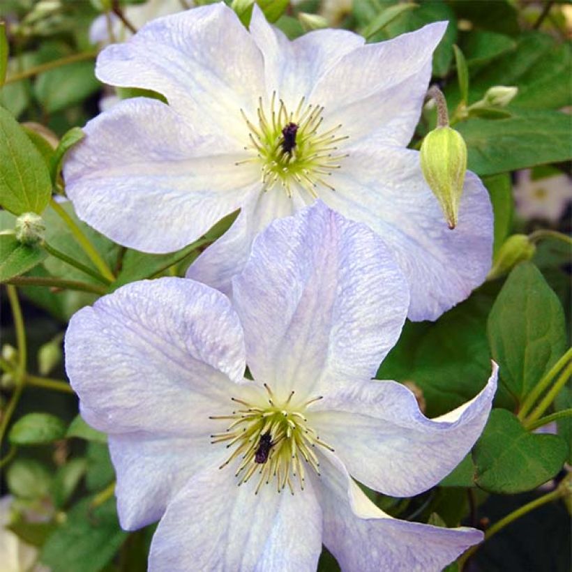 Clematis x viticella Sea Breeze (Flowering)