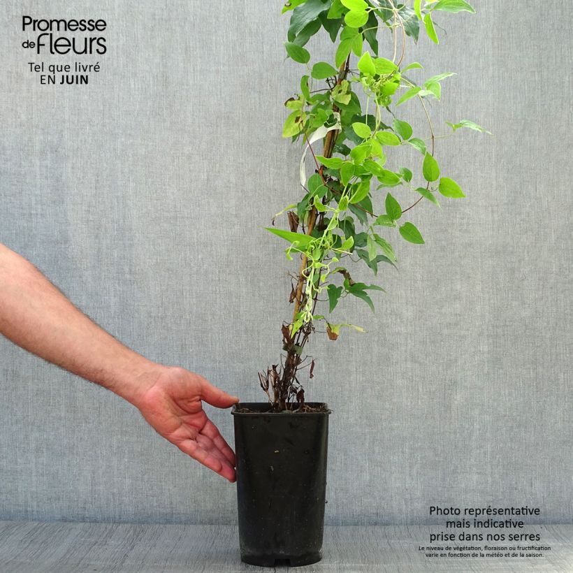 Clematis Sparkler 2L/3L pot sample as delivered in summer
