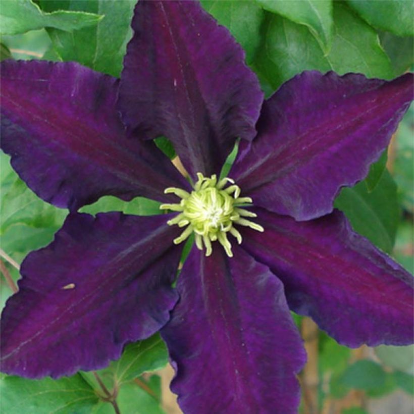 Clematis patens 'The Vagabond' (Flowering)