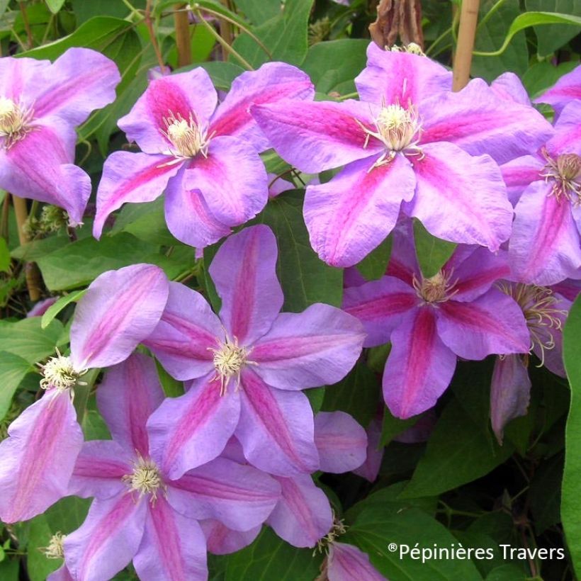 Clematis Beth Currie (Flowering)