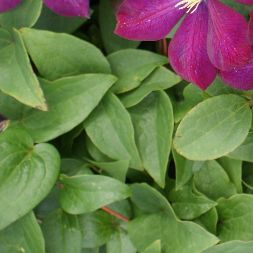 Clematis x viticella Voluceau (Foliage)