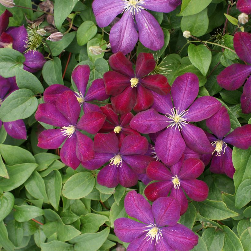 Clematis x viticella Voluceau (Flowering)