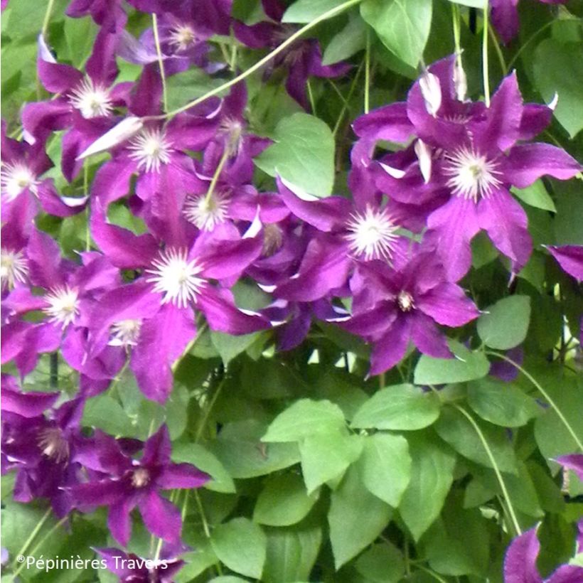 Clematis Vostok (Flowering)