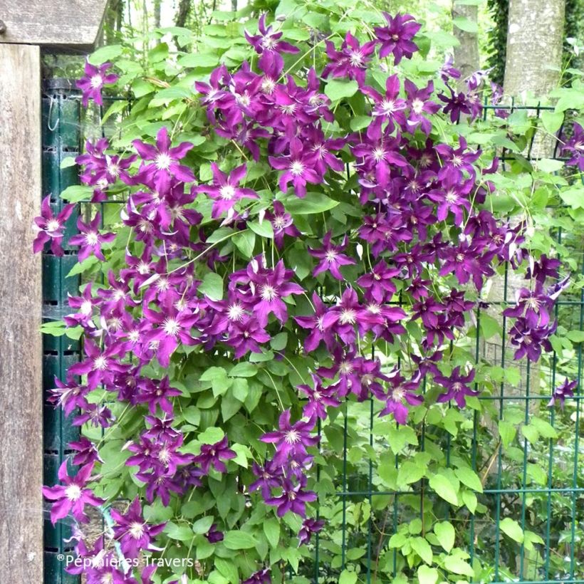 Clematis Vostok (Plant habit)