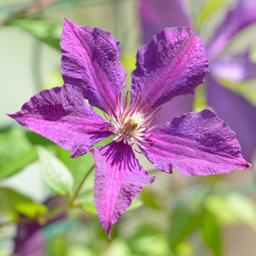 Clematis Whoopi (Flowering)