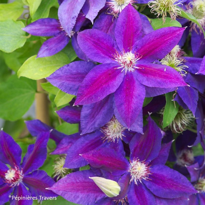 Clematis Wildfire (Flowering)