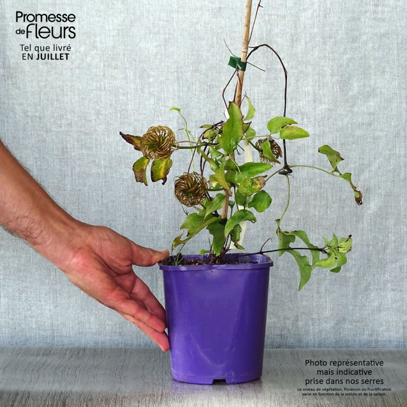 Clematis Wildfire 1.5L/2L pot sample as delivered in summer