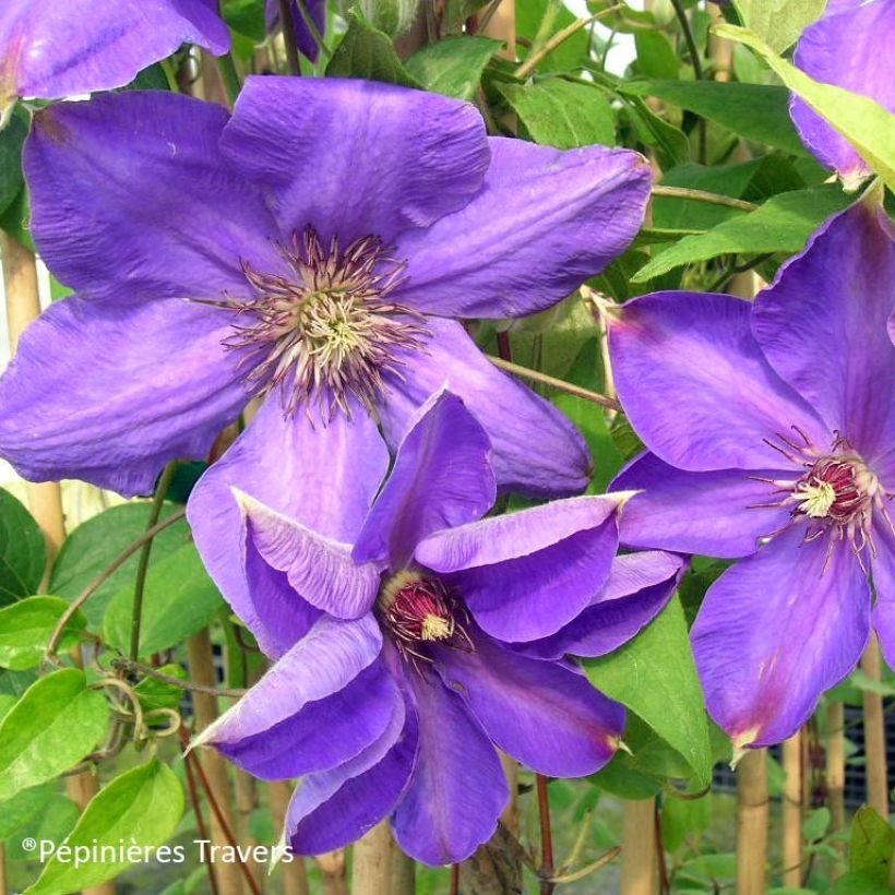 Clematis Xerxes (Flowering)