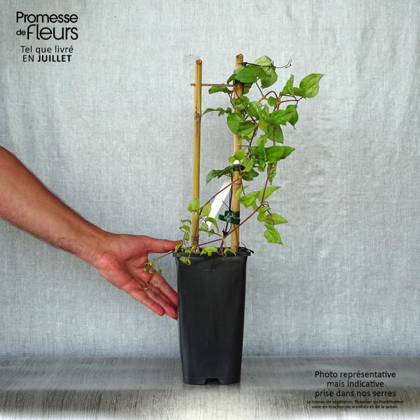 Clematis Xerxes 2L/3L pot sample as delivered in summer