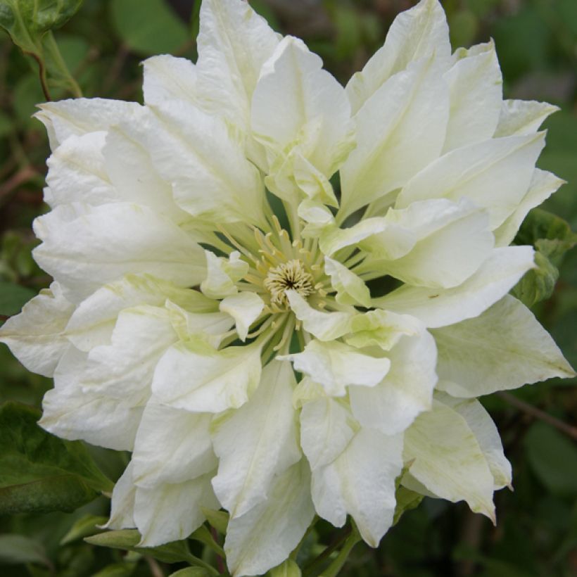 Clematis patens Yukiokoshi (Flowering)