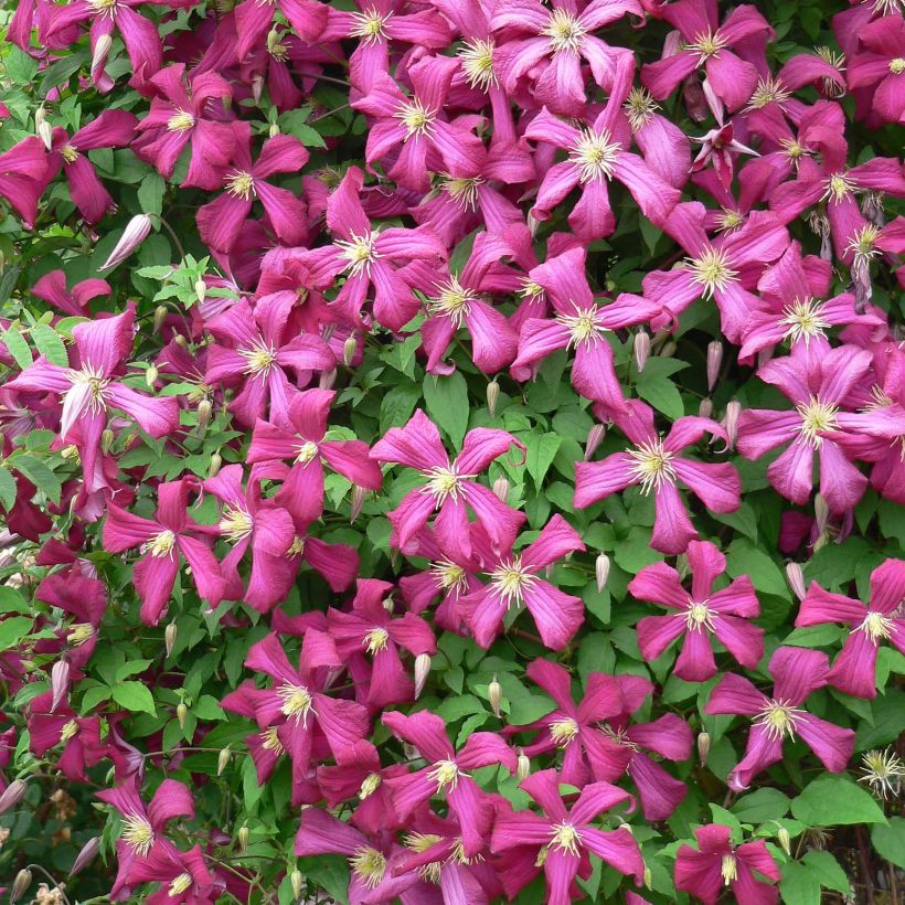 Clematis Niobe (Flowering)