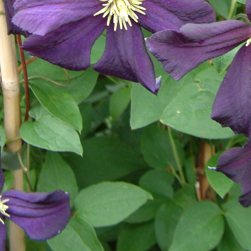 Clematis Romantika (Foliage)