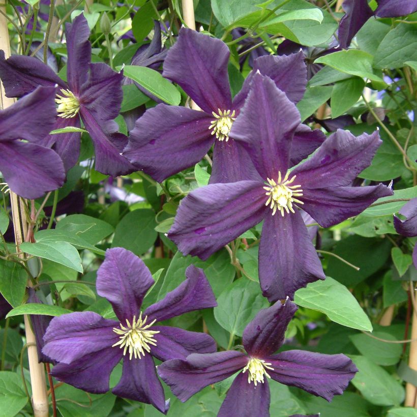 Clematis Romantika (Flowering)