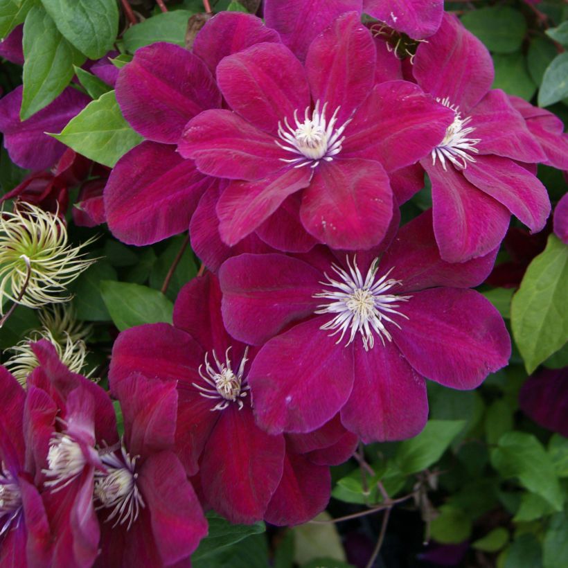 Clematis jackmanii Rouge Cardinal (Flowering)