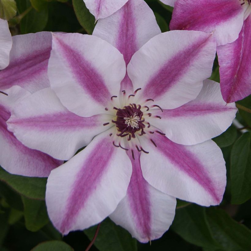 Clematis Souvenir du Capitaine Thuilleaux (Flowering)