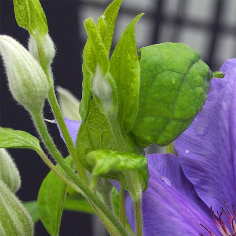 Clematis Success Bleu de Loire (Foliage)