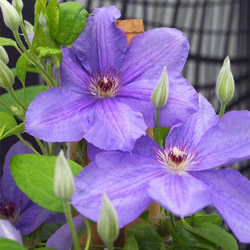 Clematis Success Bleu de Loire (Flowering)