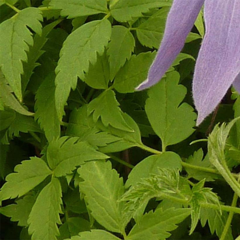 Clematis atragene alpina Blue Dancer (Foliage)