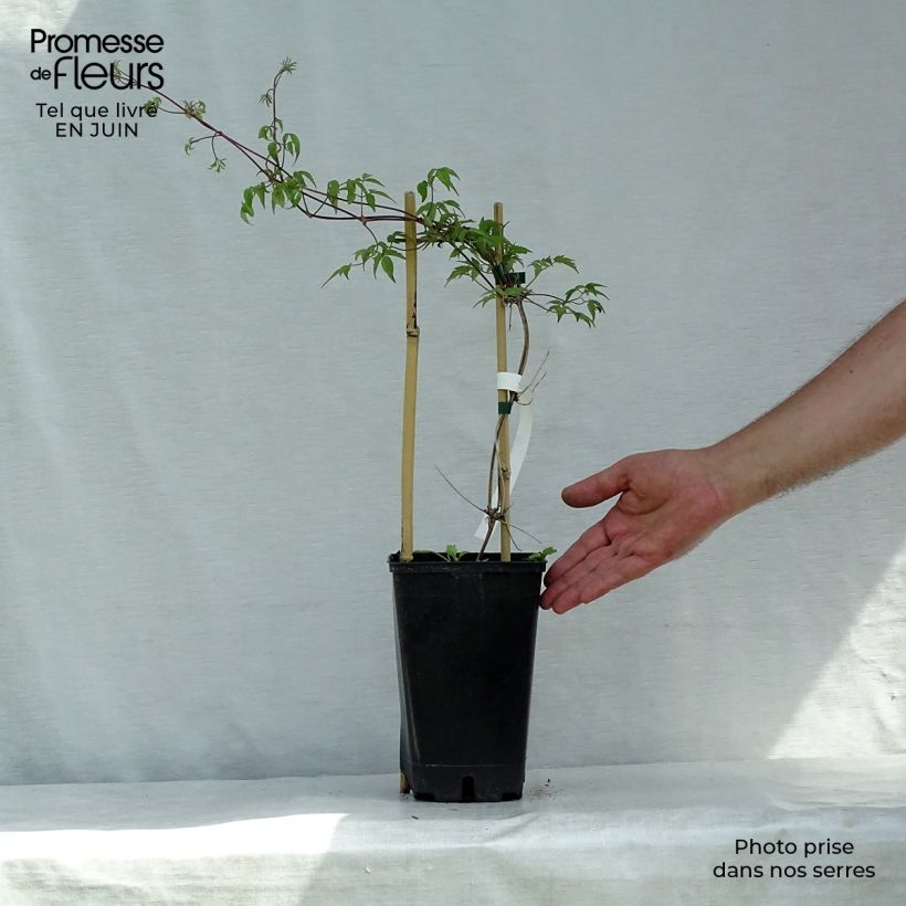 Clematis atragene alpina Blue Dancer 2L/3L pot sample as delivered in summer