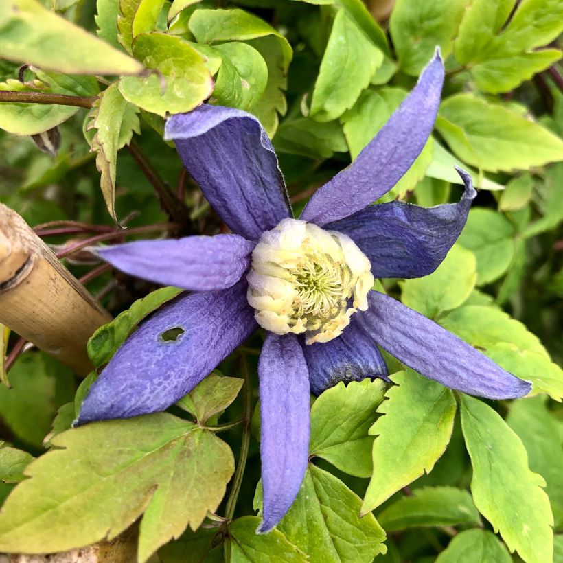Clematis atragene alpina Blue Dancer (Flowering)