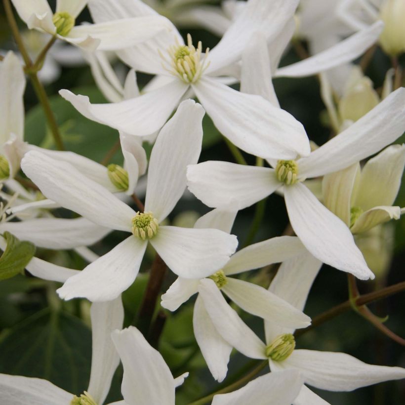 Clematis armandii Snowdrift - Evergreen Clematis (Flowering)