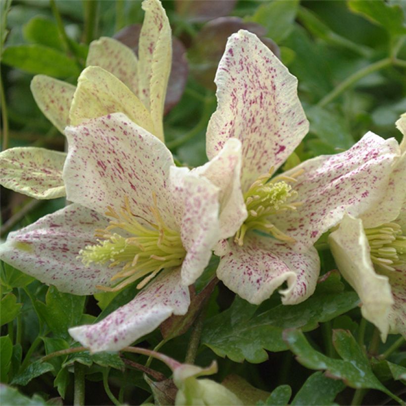 Clematis cirrhosa Winter Parasol (Flowering)