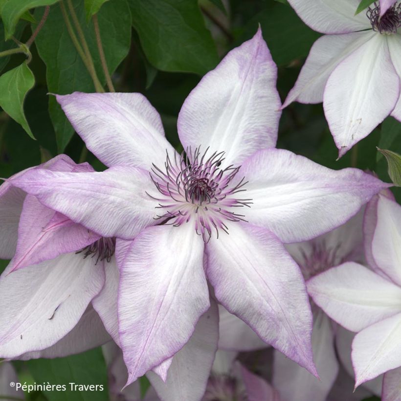 Clematis florida Utopia (Flowering)