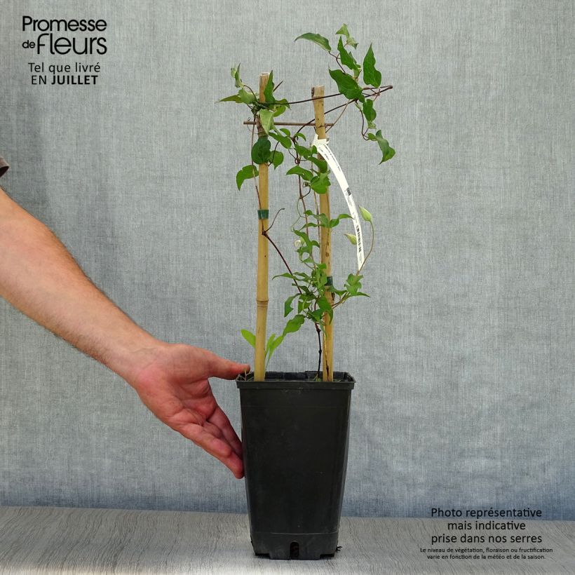 Clematis florida Utopia 2L/3L pot sample as delivered in summer