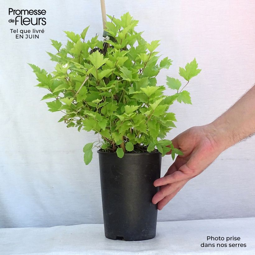 Clematis heracleifolia  2L/3L pot sample as delivered in summer