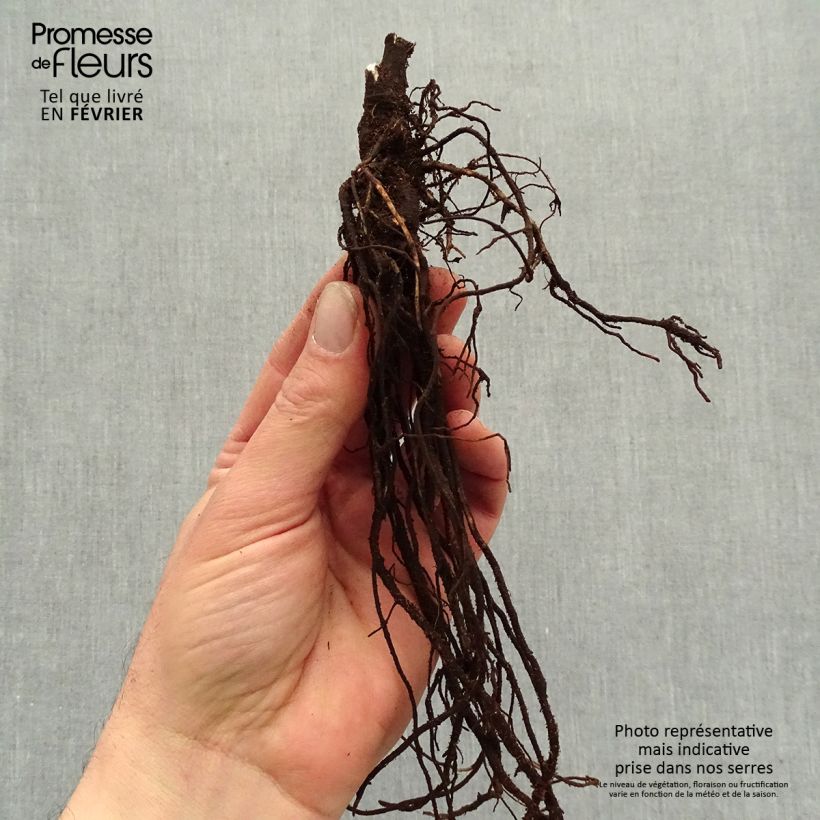 Clematis heracleifolia China Purple Bare root sample as delivered in winter