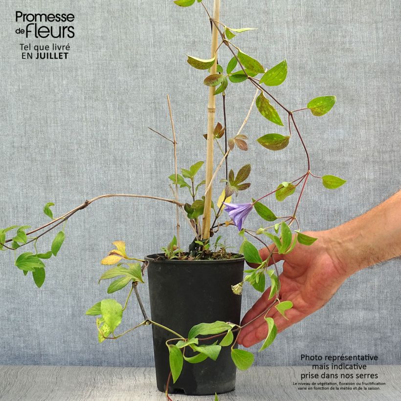 Clematis integrifolia Blue River  2L/3L pot sample as delivered in summer