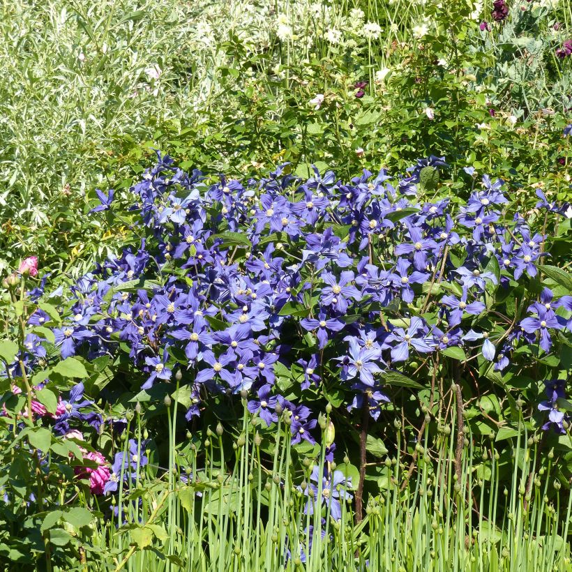 Clematis x durandii (Plant habit)