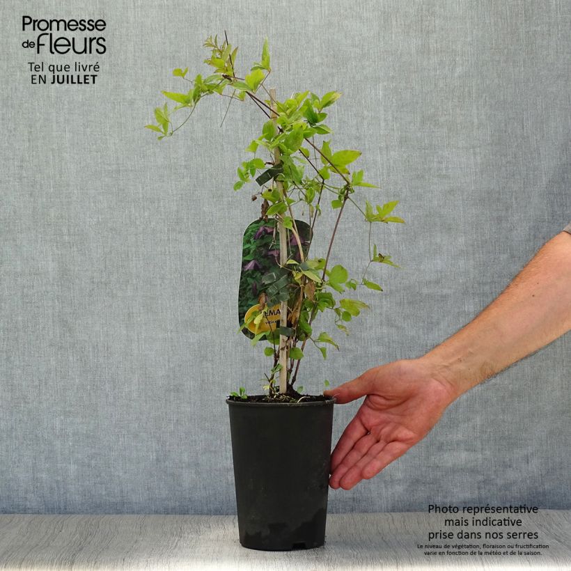 Clematis viticella - Italian leather flower 1.5L/2L pot sample as delivered in summer