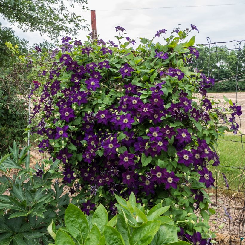 Clematis x viticella Happy Birthday 'Zohapbi' (Plant habit)