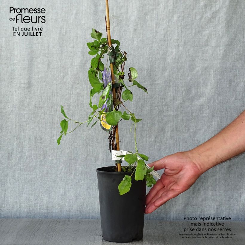 Clematis x viticella Happy Birthday 'Zohapbi' 1.5L/2L pot sample as delivered in summer