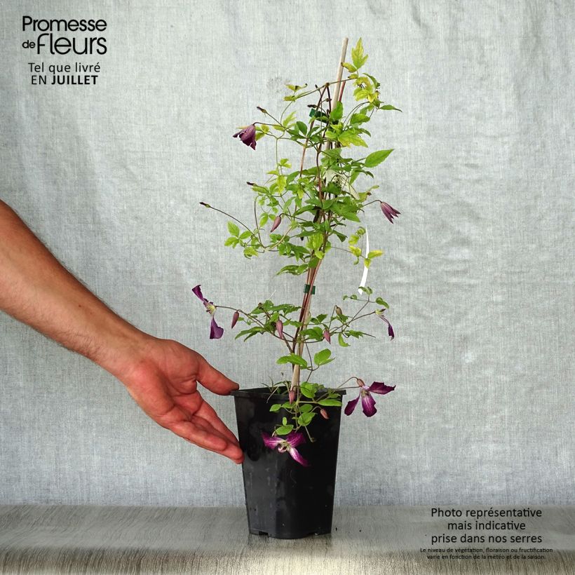 Clematis viticella Walenburg 1.5L/2L potShipped height around 60cm sample as delivered in summer