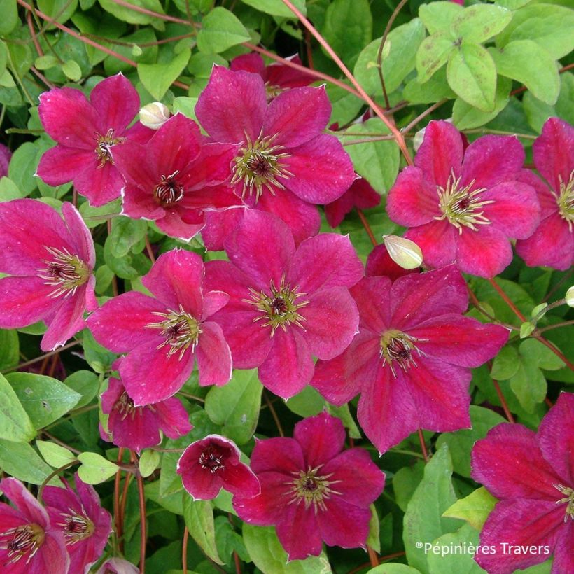 Clematis viticella John Howells - Italian Leather Flower (Flowering)