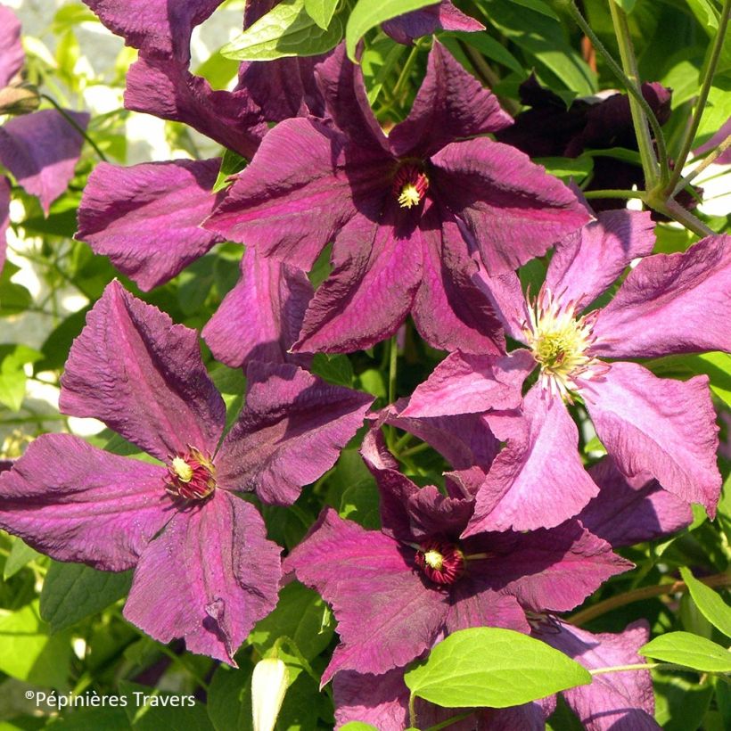 Clematis viticella Polish Spirit (Flowering)