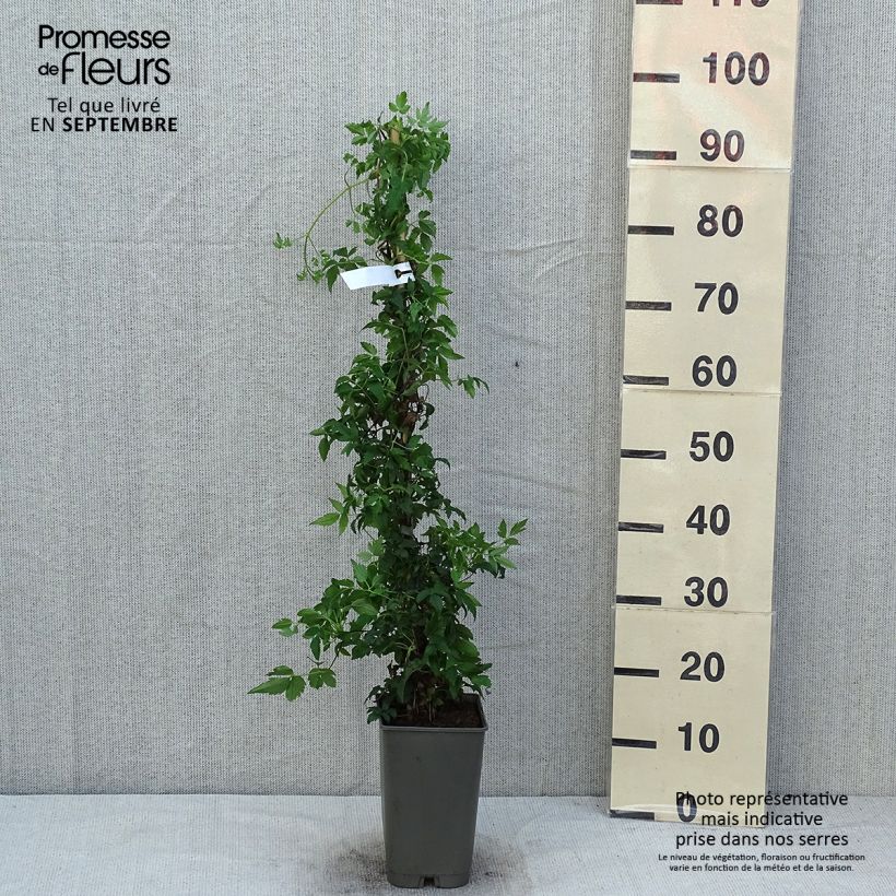 Clematis Willy 2L/3L pot sample as delivered in summer