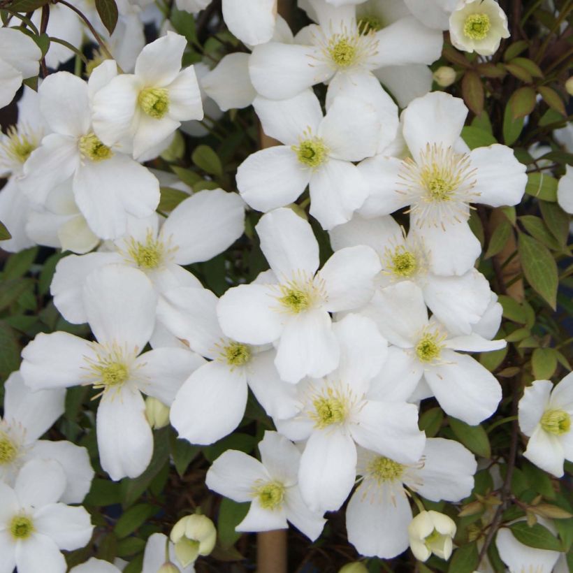 Clematis Spring Joy (Flowering)