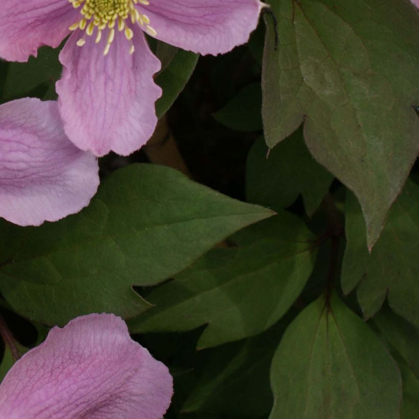 Clematis montana Tetrarose (Foliage)