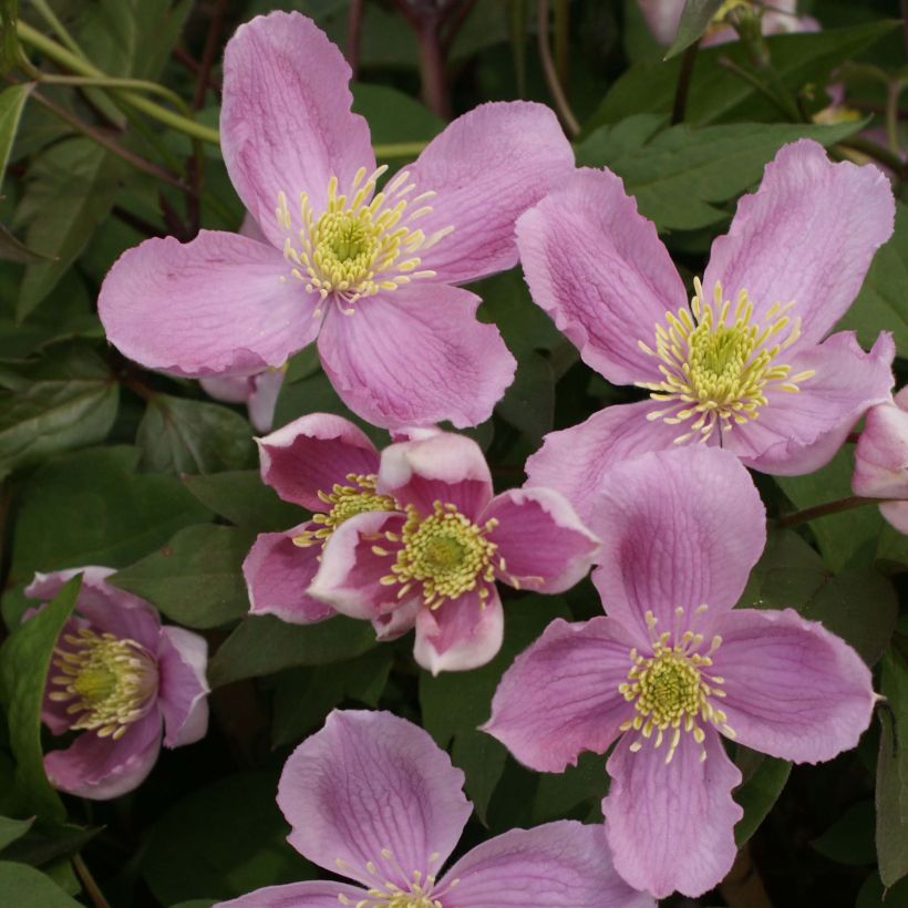 Clematis montana Tetrarose (Flowering)