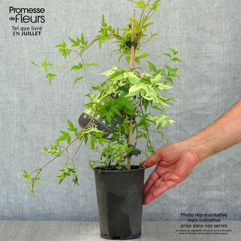 Clematis serratifolia  1.5L/2L pot sample as delivered in summer